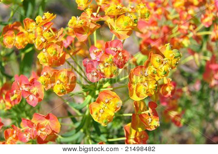 Euphorbe cyprès (euphorbia Cyparissias)