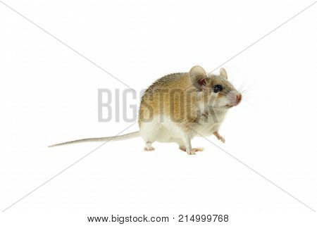 light yellow spiny mouse with white belly on a white background looking past the frame lifting one paw