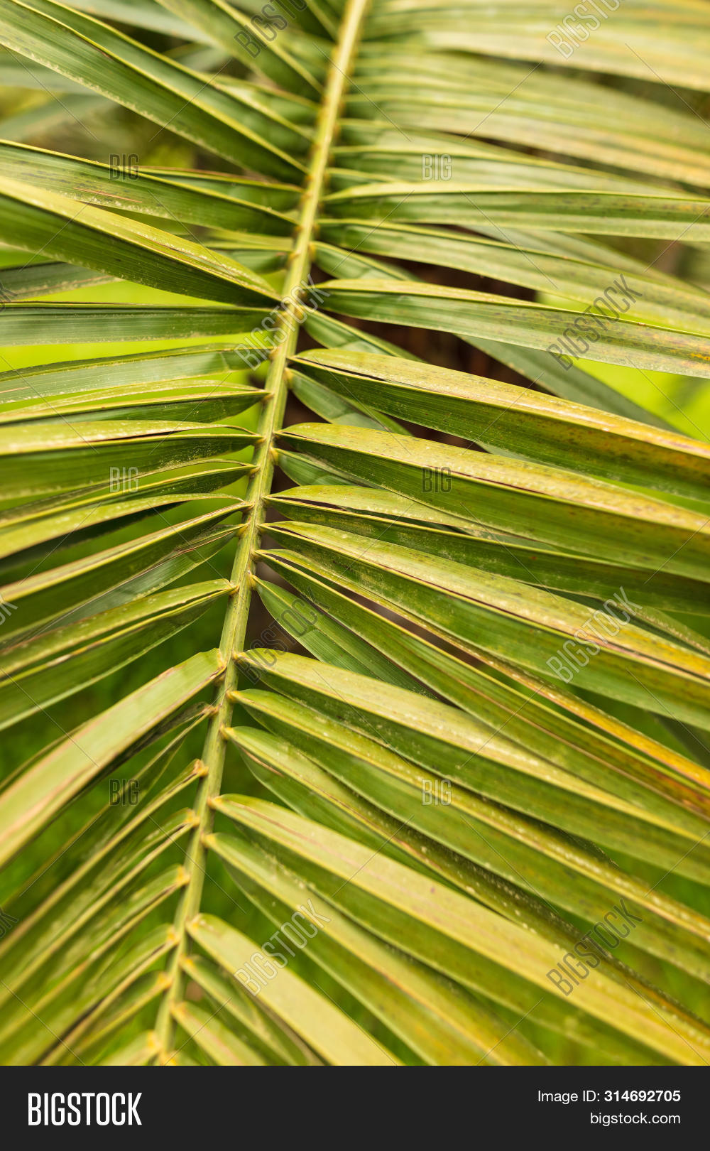 Branches Palm Trees Image & Photo (Free Trial) Bigstock