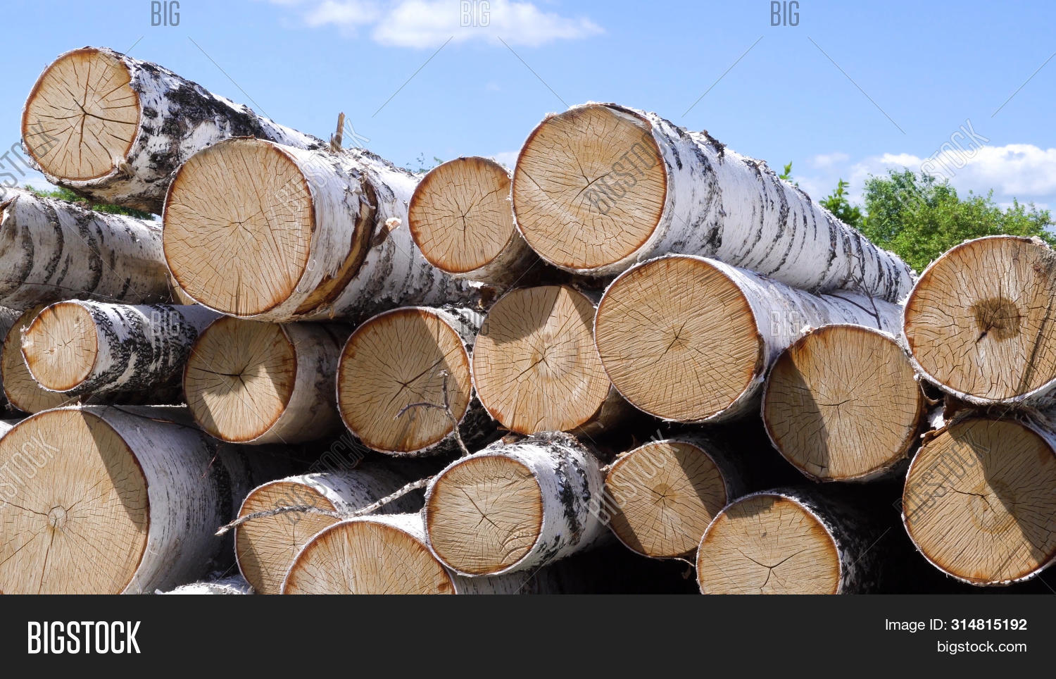 Pile Birch Firewood. Image & Photo (Free Trial) Bigstock