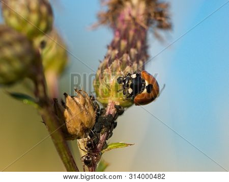 Ladybug (coccinella Septempunctata), Also Known As Ladybug, Ladybug Or Sunshine, Is The Most Common 