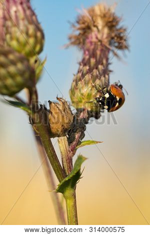 Ladybug (coccinella Septempunctata), Also Known As Ladybug, Ladybug Or Sunshine, Is The Most Common 