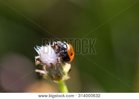 Ladybug (coccinella Septempunctata), Also Known As Ladybug, Ladybug Or Sunshine, Is The Most Common 