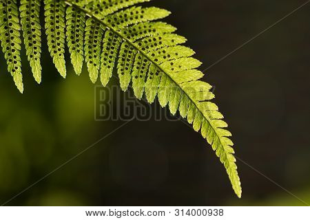 Green Pattern Ferns (polypodiophyta) Fern Used Against Parasites And Perhaps Also On The Warts.
