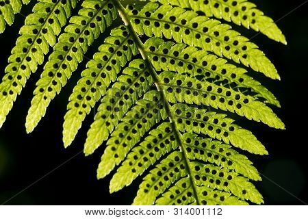 Green Pattern Ferns (polypodiophyta) Fern Used Against Parasites And Perhaps Also On The Warts.