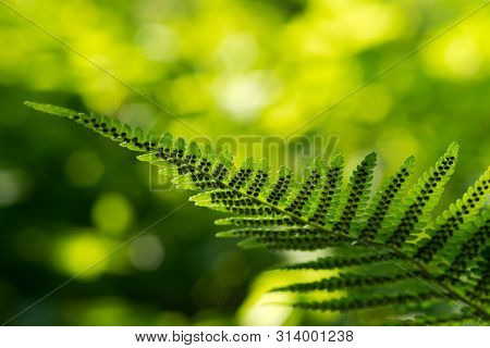 Green Pattern Ferns (polypodiophyta) Fern Used Against Parasites And Perhaps Also On The Warts.