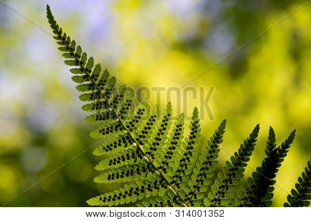 Green Pattern Ferns (polypodiophyta) Fern Used Against Parasites And Perhaps Also On The Warts.