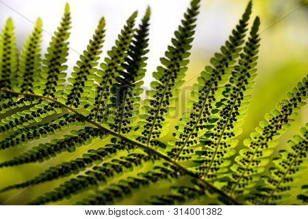 Green Pattern Ferns (polypodiophyta) Fern Used Against Parasites And Perhaps Also On The Warts.