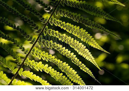 Green Pattern Ferns (polypodiophyta) Fern Used Against Parasites And Perhaps Also On The Warts.