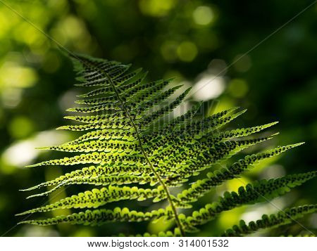 Green Pattern Ferns (polypodiophyta) Fern Used Against Parasites And Perhaps Also On The Warts.