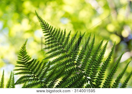 Green Pattern Ferns (polypodiophyta) Fern Used Against Parasites And Perhaps Also On The Warts.
