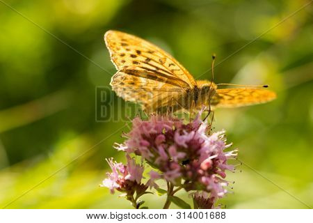 Silver-washed Fritillary (argynnis Paphia) Is A Butterfly In The Family Of Eurasia.