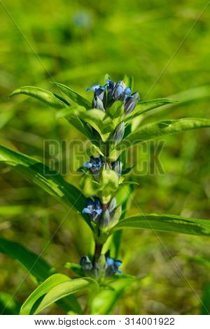 Willow Gentian (gentiana Asclepiadea) Is A Medium-tall, Blue-flowering Mountain Herb