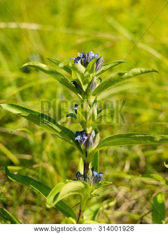 Willow Gentian (gentiana Asclepiadea) Is A Medium-tall, Blue-flowering Mountain Herb
