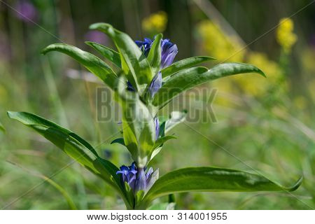 Willow Gentian (gentiana Asclepiadea) Is A Medium-tall, Blue-flowering Mountain Herb