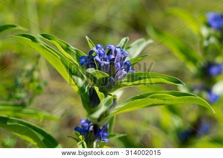 Willow Gentian (gentiana Asclepiadea) Is A Medium-tall, Blue-flowering Mountain Herb