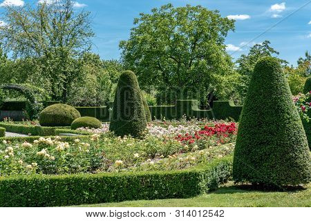 Colourful Formal Rose Garden In Full Bloom With Trimmed Bushes And Hedges