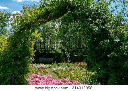Colourful Formal Rose Garden In Full Bloom With Trimmed Bushes And Hedges