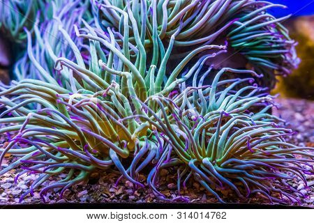 Closeup Of A Mediterranean Snakelocks Sea Anemone, Common Invertebrate Specie From The Mediterranean