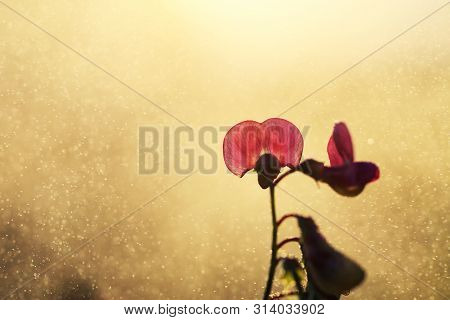 Field Pea Grows Naturally In The Meadow Or Along The Road.