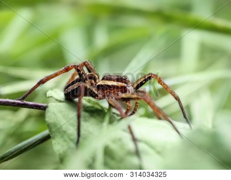 Dolomedes Fimbriatus, Fishing Spider, Raft Spider, Water Spider, Pisaura In Grass On Green Backgroun