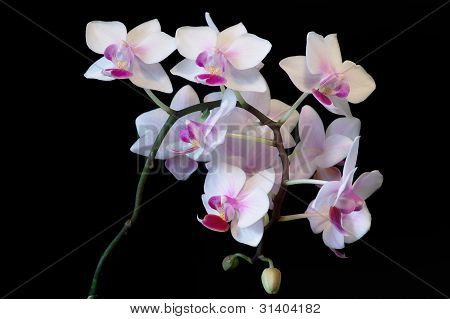 Orchidea bianca