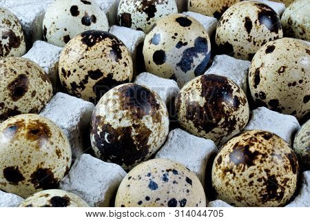Quail Eggs Are A Food Product-- The Bird Partridge. The Egg Shape Is Oval, Brown Spotted Color, The 
