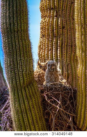 A Great Horned Owl And Her Baby Living In A Nest In A Cactus In The Desert Of Arizona.
