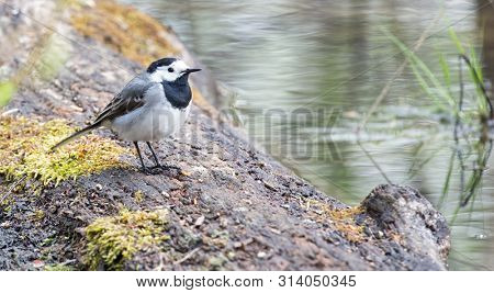 small grey wagtail near water