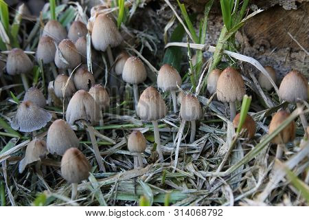 Variety Of Mushrooms That Grow In The Garden In Winter