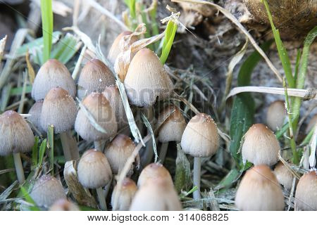 Variety Of Mushrooms That Grow In The Garden In Winter