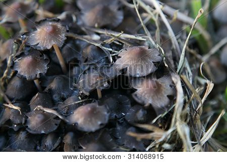 Variety Of Mushrooms That Grow In The Garden In Winter