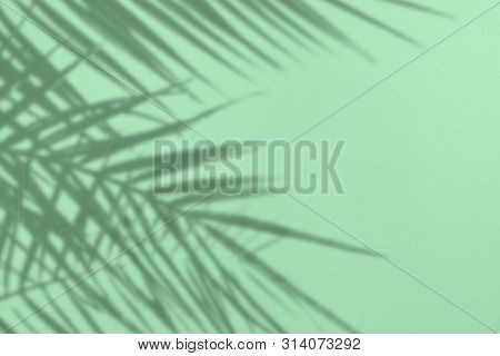 Gray Shadow Of Natural Palm Leaves On A Trendy Mint Colored Concrete Textured Wall With Roughness An