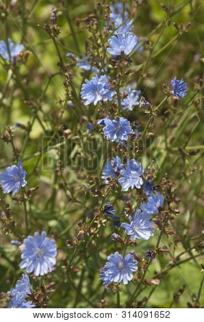 Cichorium Flowering On A Meadow, Close Up Shot