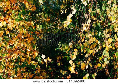 Autumn Leaves Of Birch Tree Close-up. Fall Natural Background Of Yellow Orange Green Foliage. Scenic