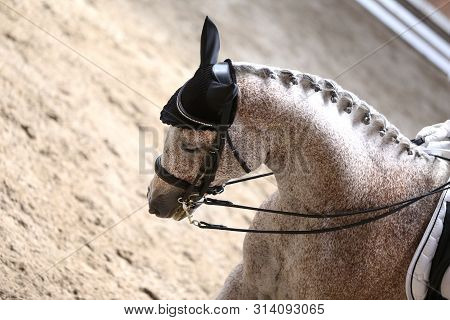Portrait Head Shot Close Up Of A Beautiful Purebred Dressage Horse During Event Indoors