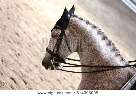 Portrait Head Shot Close Up Of A Beautiful Purebred Dressage Horse During Event Indoors