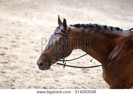 Portrait Head Shot Close Up Of A Beautiful Purebred Dressage Horse During Event Indoors