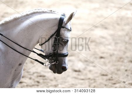 Portrait Head Shot Close Up Of A Beautiful Purebred Dressage Horse During Event Indoors