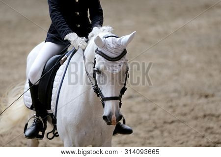 Portrait Head Shot Close Up Of A Beautiful Purebred Dressage Horse During Event Indoors