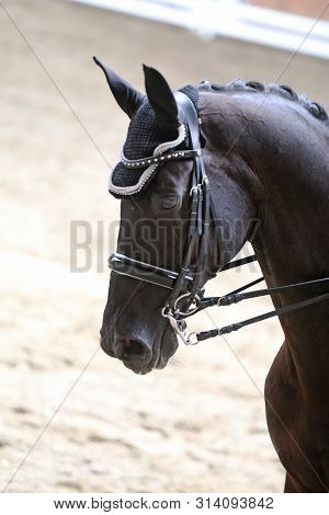 Portrait Head Shot Close Up Of A Beautiful Purebred Dressage Horse During Event Indoors