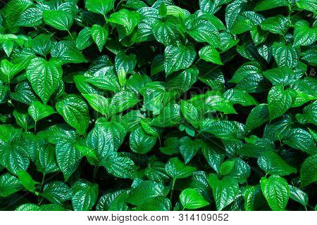 Piper Sarmentosum Or Chaplo Healthy Vegetables Thai Herb Green Tropical Nature Plant Background.