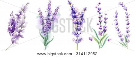 Lavender Set Vector Watercolor. Beautiful Floral Bouquets Isolated On White