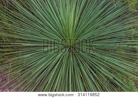Close Up Of Australian Tree Grass Leaves. Xanthorrhoea Plant Long Spiky Foliage Abstract Texture Bac