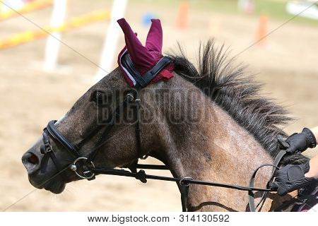Portrait Head Shot Close Up Of A Beautiful Purebred Dressage Horse During Event Indoors