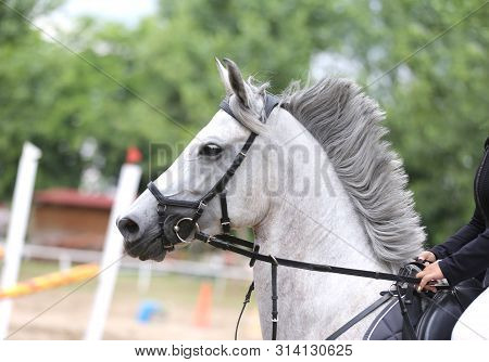 Portrait Head Shot Close Up Of A Beautiful Purebred Dressage Horse During Event Indoors