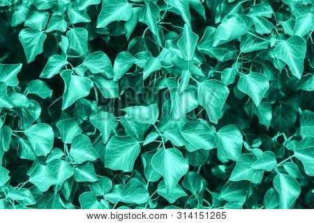 Texture Of Many Fresh Leaves Of A Tropical Plant In Neo Mint Color. Natural Tropical Background.