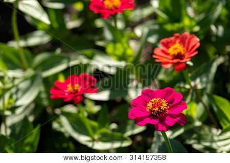 Flowers Called Zinia Growing On A Garden Bed In A Summer Park In The Background Blurred Other Flower