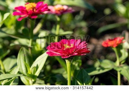 Pink Flowers Of Zinia Grow In The Summer Garden Under The Sun, Beautiful Flowers For Decoration And 
