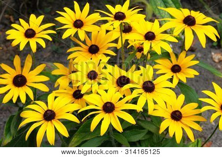 Yellow Echinacea Flowers On Green Nature Background In Sunny Day. Orange Flowers For Herbal Medicine